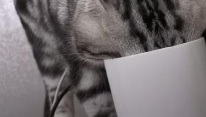 半夜厨房传来异响,小伙开灯一看憋笑出内伤:赶紧拍照发朋友圈