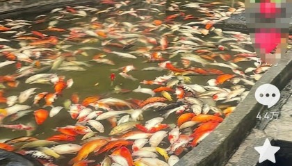 重庆观音桥步行街观光鱼突然大量死亡,死鱼装满三十余编织袋 警方:正在调查