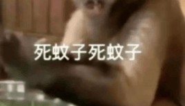 能不能让蚊子彻底灭绝啊?科学家:正在努力