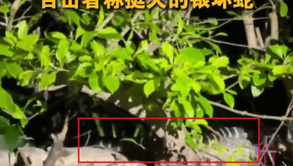 深圳市区现剧毒银环蛇!目击者:这么大、这么毒,一定要小心!