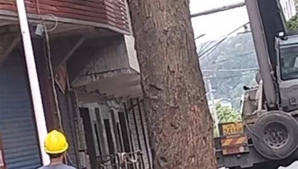 四川巴中一棵380多年古树被砍，社区：树干中空还挨着房屋，为排险才砍