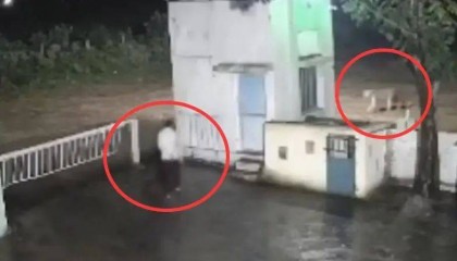 印度一男子后院与狮子相逢，双方都被吓懵，狮子扭身先逃