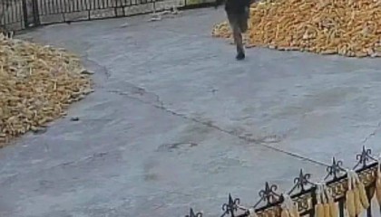 老虎进村咬伤村民!警方:正在搜捕