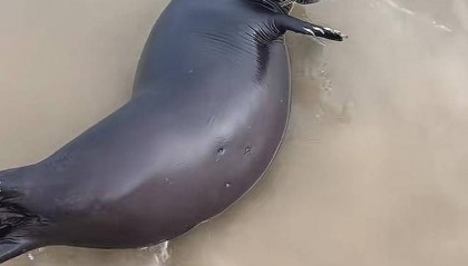 海南文昌野生海豹“阿侬”走红后遭游客围堵 当地回应:正制定保护措施