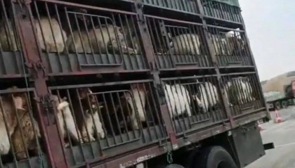 江苏养殖户称543只羊运到贵州遭羊贩盗卖，当地警方立案又撤案，镇政府：双方合作养羊，账目存在分歧引发纠纷