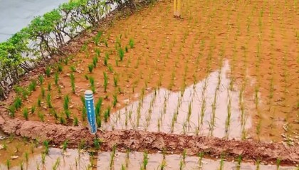 谁种的？东莞闹市区绿化带惊现水稻，网友化身福尔摩斯来探案，家居广场：商户提的建议