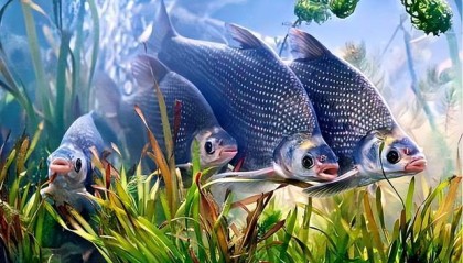 《武昌鱼公园火爆岀圈,还缺…》一文经媒体推出,引起网民热议