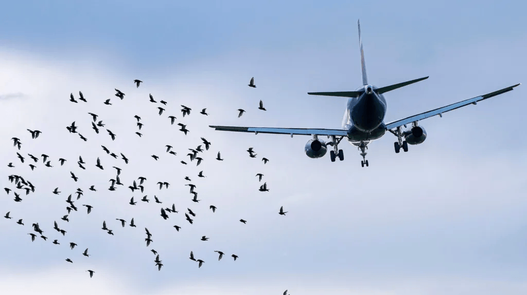 航空专家：撞鸟本身通常难以导致飞机坠毁