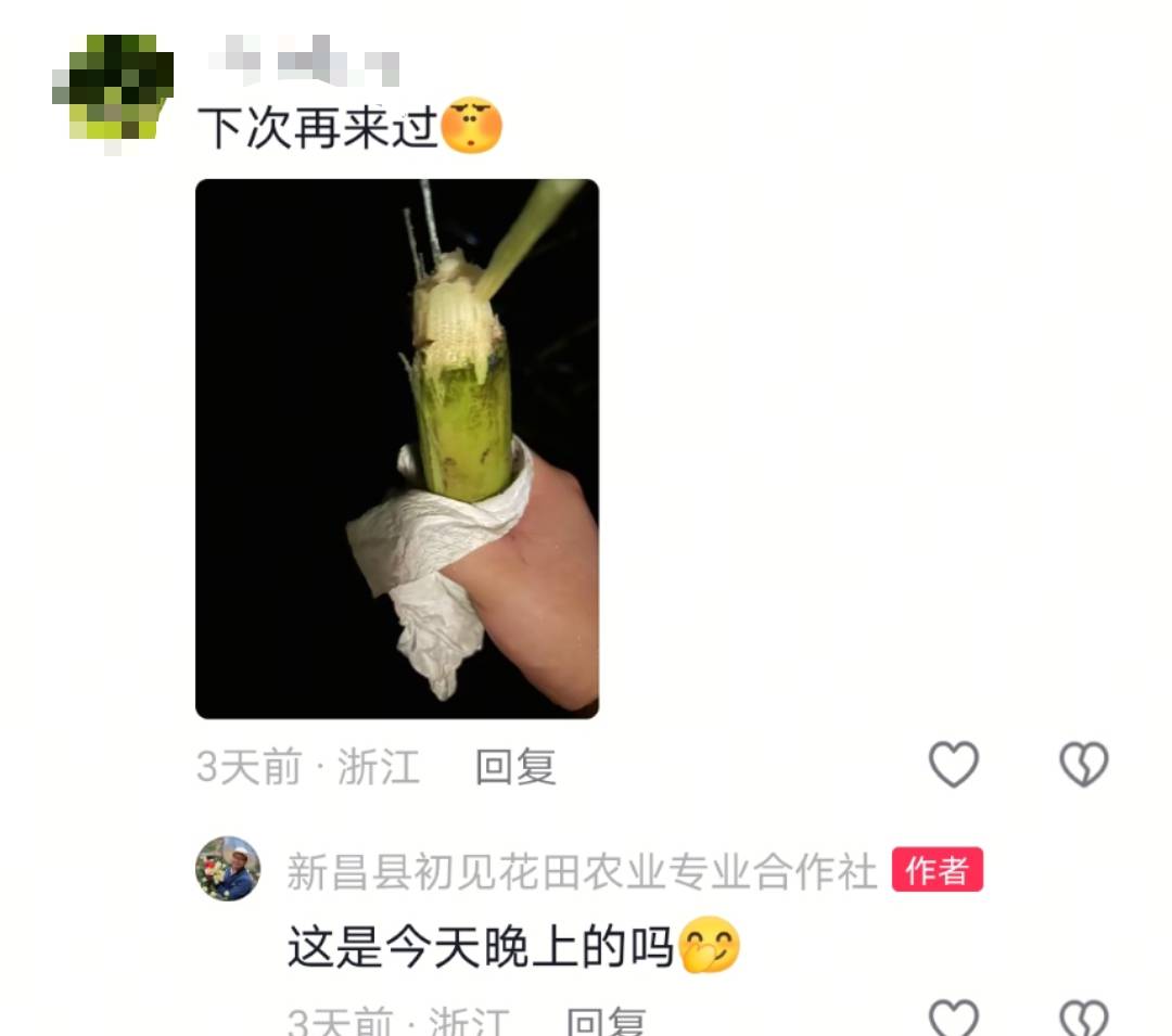 浙江一“可偷甘蔗地”成打卡点,上百网友深夜体验,80后“地主”:已收偷款6千元