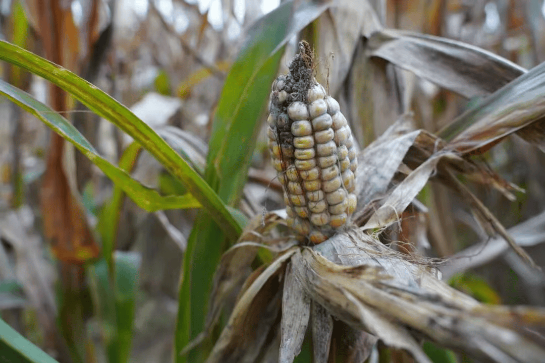 村镇导演追三个超强台风 拍下被遗忘的农民