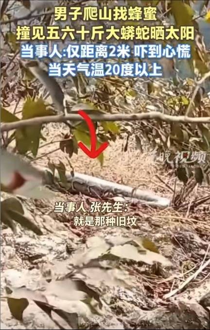 男子上山遇巨型蟒蛇晒太阳!当事人回应:目测有五六十斤重,当时离它就两米远