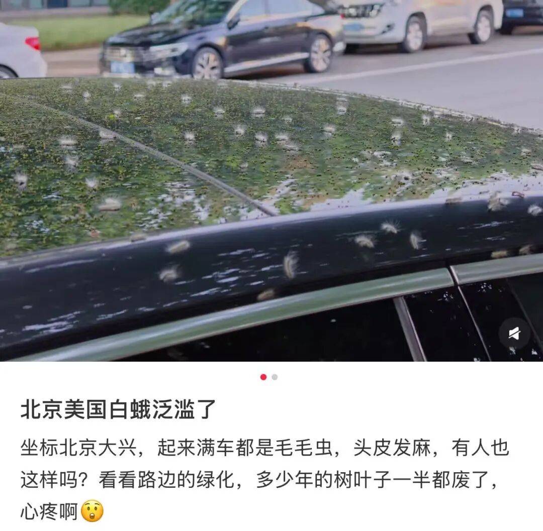 走树下都往身上掉，“北京毛毛虫”冲上热搜！华北一年可繁殖2-3代，北京市园林局回应